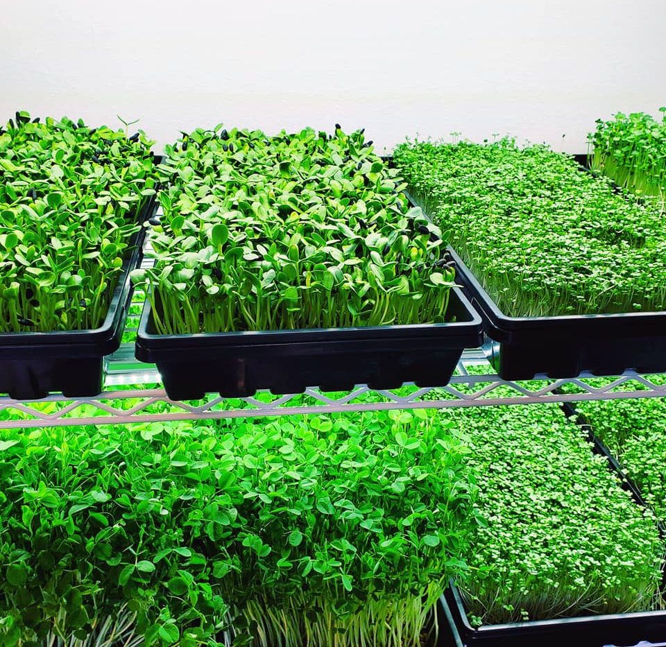 Ke Microgreens